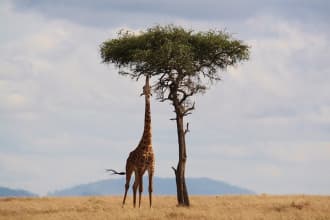 Afrika Urlaub schon ab 132 € p.P. Afrika Urlaub schon ab 132 € p.P.